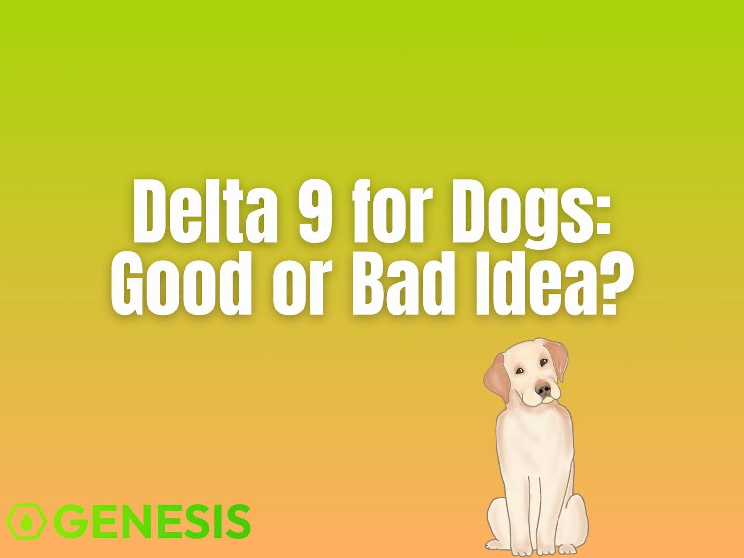 Is Delta 9 Safe for Dogs? What Every Pet Owner Should Know